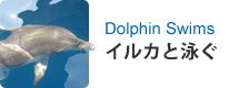 Dolphin Swims イルカと泳ぐ